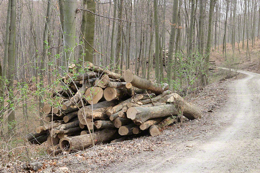 Wienerwald-Abholzung Hopfgartenkreuzung-Sulzwiese